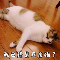 我已经是只废猫了 ​ - 我差不多是只废猫了 ​