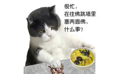 很忙,在往佛跳墙里塞两面佛,什么事? - 猫猫很忙表情包 ​