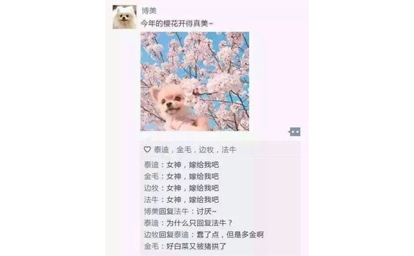 博美：今年的樱花开得真美~ - 狗狗的朋友圈