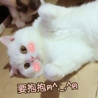 要抱抱（猫咪）