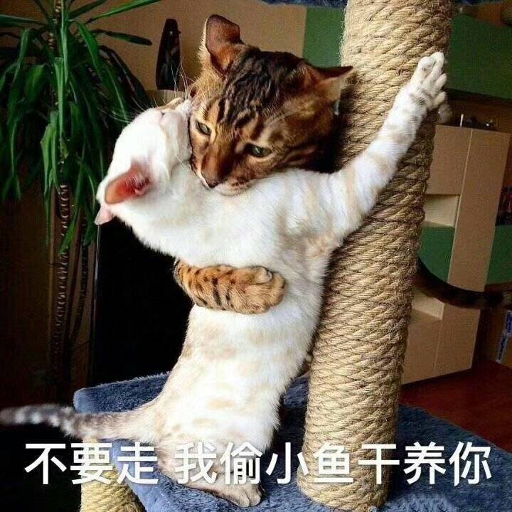 不要走，我偷小鱼干养你（猫咪）