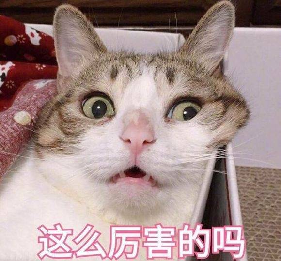 这么厉害的吗(猫咪)