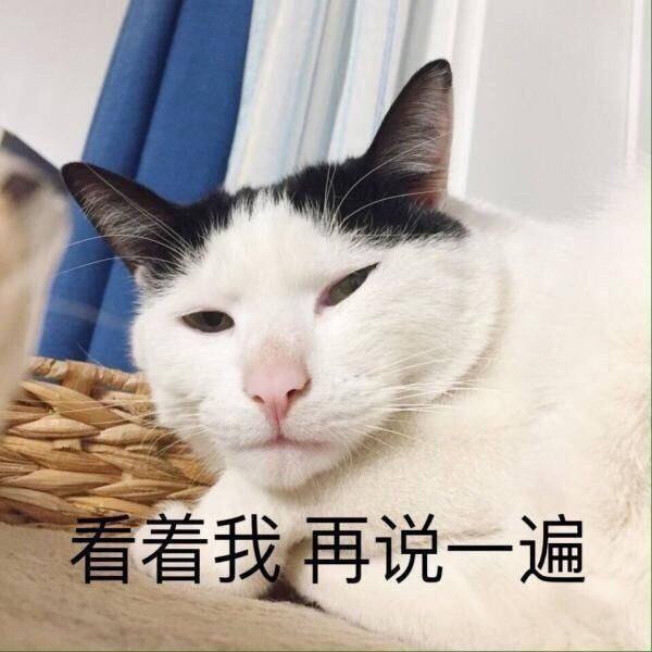 看着我，再说一遍 - 猫咪萌萌表情包