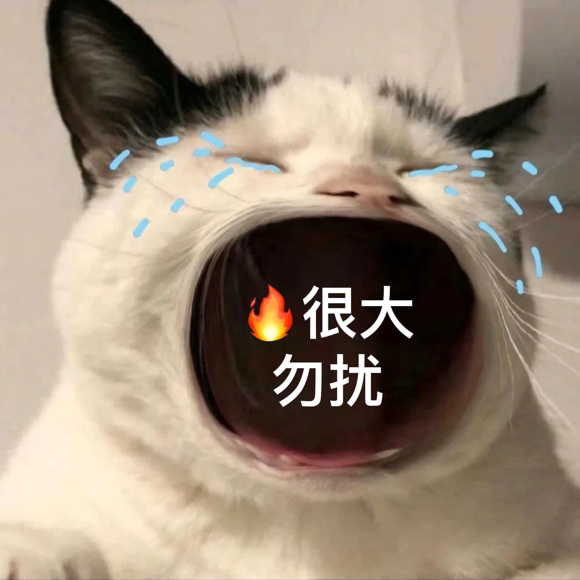 很大勿扰 - 猫咪张大嘴哭大嘴猫表情包