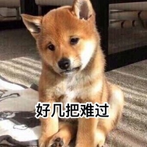 好几把难过 - 汪星人中最可耐的还是doge