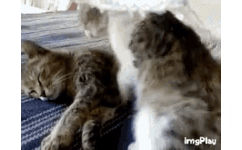 猫咪相拥而眠温馨 GIF 动图