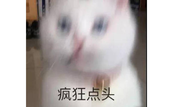 猫咪疯狂点头