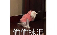 偷偷抹泪(猫咪)