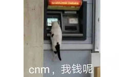 cnm,我钱呢(猫猫表情包)