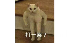 打一架?(猫咪)