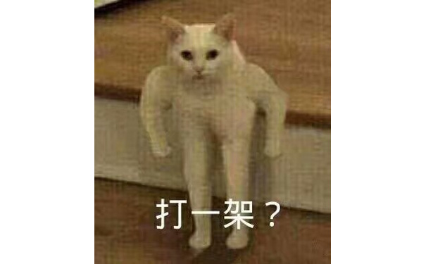 打一架?(猫咪)