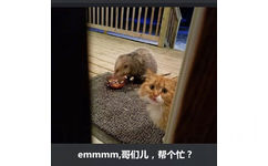 emmm  哥们儿，帮个忙？ - 橘猫被竹鼠抢食系列