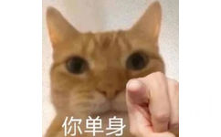 你单身(猫猫指人表情包)