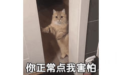 你正常点我害怕(猫猫表情包)