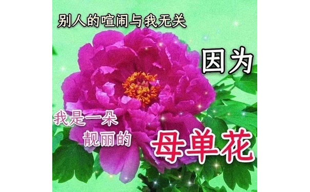 别人的喧闹与我无关因为我是一朵靓丽的母单花 - 年底了，今年也依旧没能脱单呢