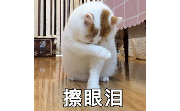 擦眼泪(猫咪)