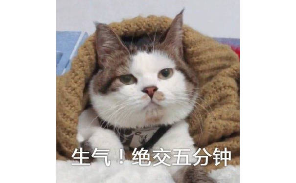 生气！绝交五分钟（猫咪）