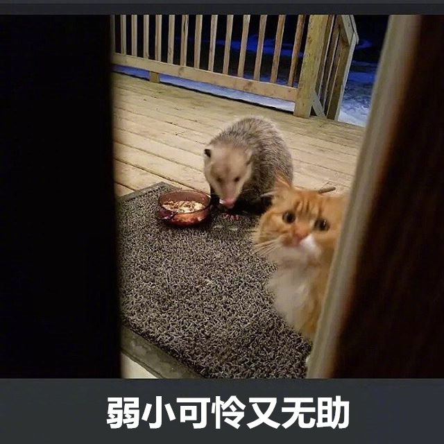 弱小可怜又无助 - 橘猫被竹鼠抢食系列