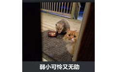 弱小可怜又无助 - 橘猫被竹鼠抢食系列