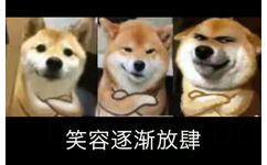 笑容逐渐放肆(柴犬 doge)