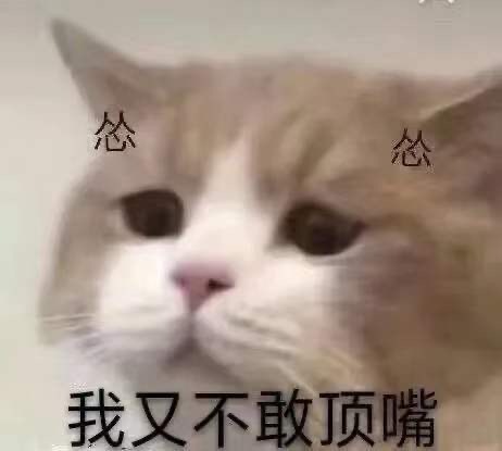 怂怂我又不敢顶嘴 - 沙雕猫咪表情包