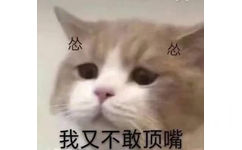 怂怂我又不敢顶嘴 - 沙雕猫咪表情包