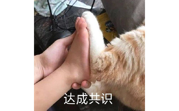 达成共识（猫爪）