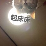 起床床（猫咪注视）