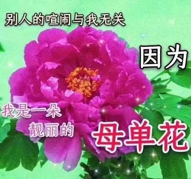 别人的喧闹与我无关因为我是一朵靓丽的母单花