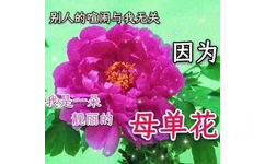 别人的喧闹与我无关因为我是一朵靓丽的母单花