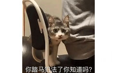 你踏马犯法了你知道吗?(猫咪表情包)