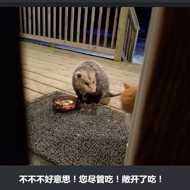 不好意思！您尽管吃！敞开了吃！ - 橘猫被竹鼠抢食系列