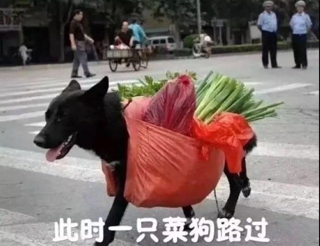 此时一只菜狗路过