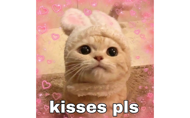 kisses pls(亲亲我 猫猫表情包)