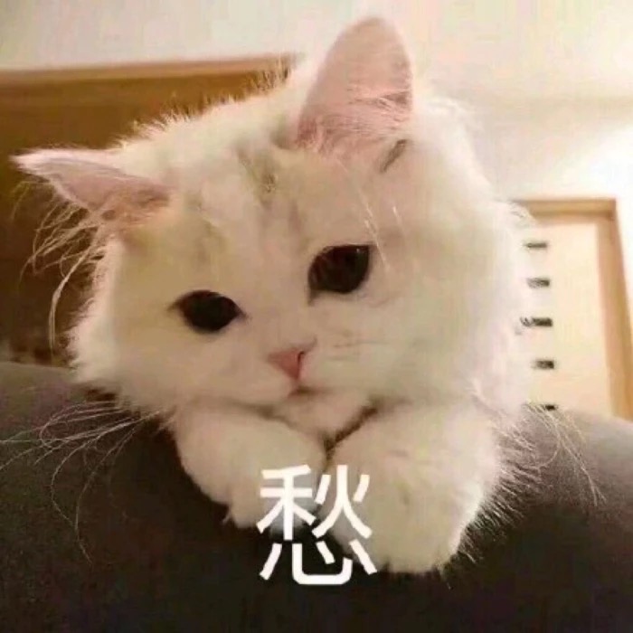 (猫咪)