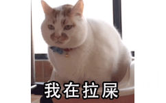 我在拉屎（猫咪表情包）