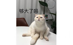 够大了吗（猫咪）