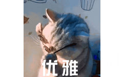 优雅猫咪