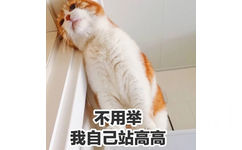 不用举 我自己站高高（猫咪）