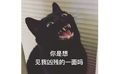 你是想见我凶残的一面吗（猫咪）