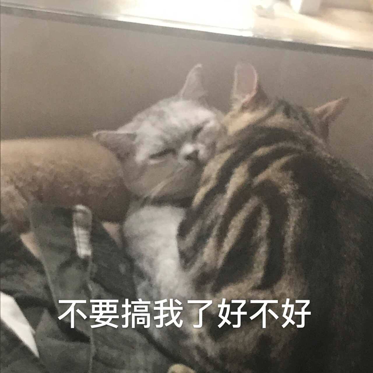 不要搞我了好不好（猫咪）