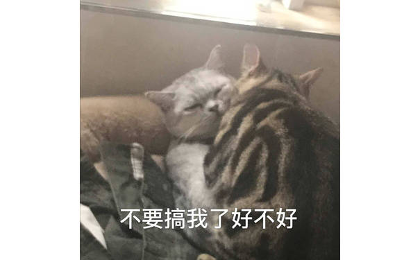 不要搞我了好不好（猫咪）