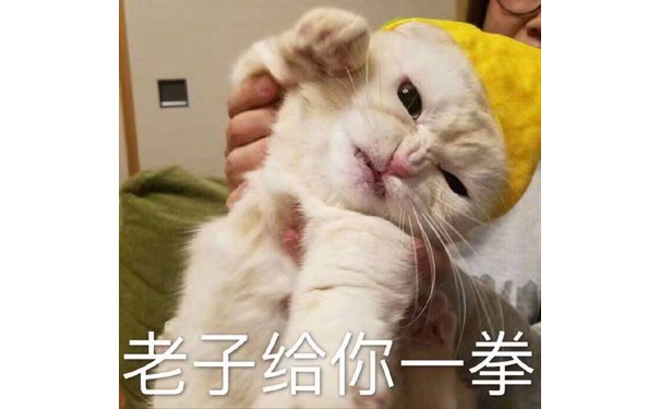 老子给你一拳（猫咪）