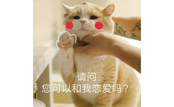 请问您可以和我谈恋爱吗（猫咪）