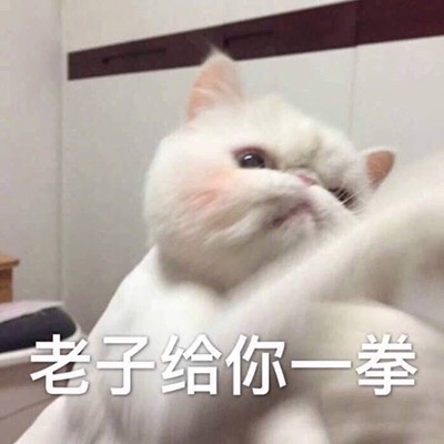 老子给你一拳 - 一组猫咪表情包 吸猫