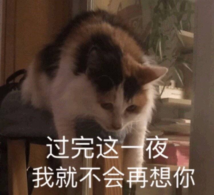 过完这一夜我就不会再想你（猫咪）