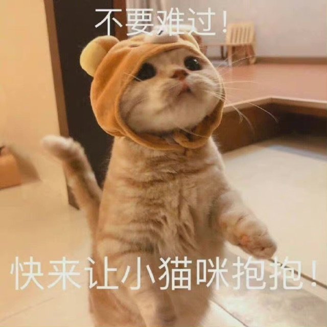 不要难过快来让小猫咪抱抱