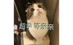 超乖 等亲亲（猫咪）