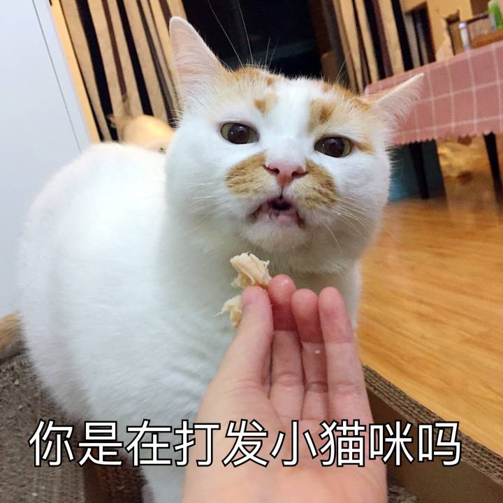 你是在打发小猫咪吗