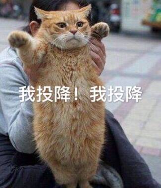 我投降（猫咪）